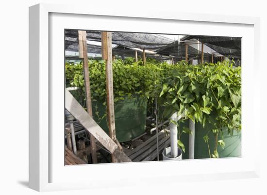 Hydroponic Waste Management System-Matthew Oldfield-Framed Photographic Print