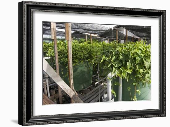 Hydroponic Waste Management System-Matthew Oldfield-Framed Photographic Print