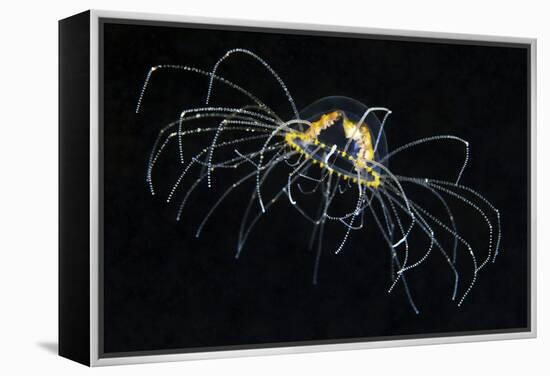 Hydrozoan Medusa-Alexander Semenov-Framed Premier Image Canvas