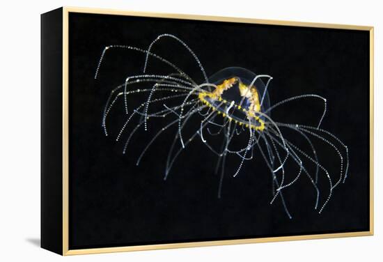 Hydrozoan Medusa-Alexander Semenov-Framed Premier Image Canvas