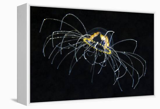 Hydrozoan Medusa-Alexander Semenov-Framed Premier Image Canvas