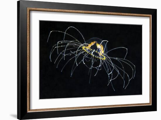 Hydrozoan Medusa-Alexander Semenov-Framed Photographic Print