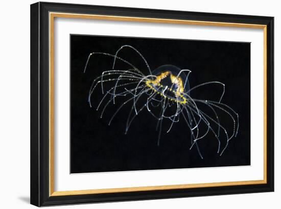 Hydrozoan Medusa-Alexander Semenov-Framed Photographic Print