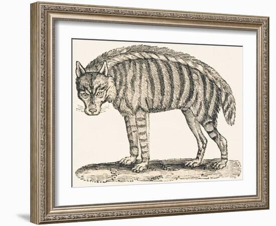 Hyena, 1850 (Engraving)-Louis Simon (1810-1870) Lassalle-Framed Giclee Print