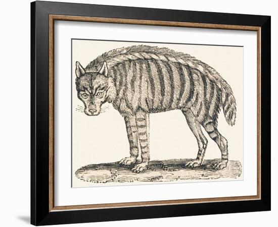 Hyena, 1850 (Engraving)-Louis Simon (1810-1870) Lassalle-Framed Giclee Print