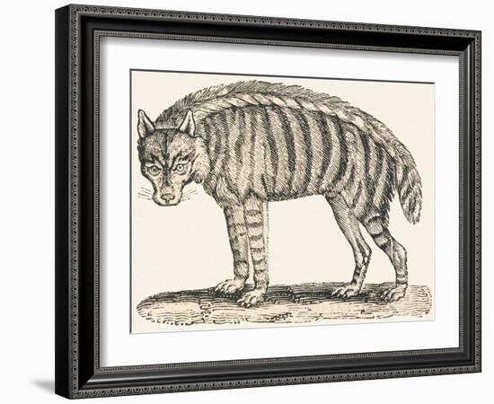 Hyena, 1850 (Engraving)-Louis Simon (1810-1870) Lassalle-Framed Giclee Print