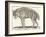 Hyena, 1850 (Engraving)-Louis Simon (1810-1870) Lassalle-Framed Giclee Print