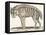 Hyena, 1850 (Engraving)-Louis Simon (1810-1870) Lassalle-Framed Premier Image Canvas