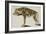Hyena, after 1794-null-Framed Giclee Print