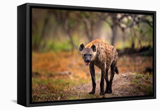 Hyena, Detail Portrait. Spotted Hyena, Crocuta Crocuta, Angry Animal near the Water Hole, Dark Fore-Ondrej Prosicky-Framed Premier Image Canvas