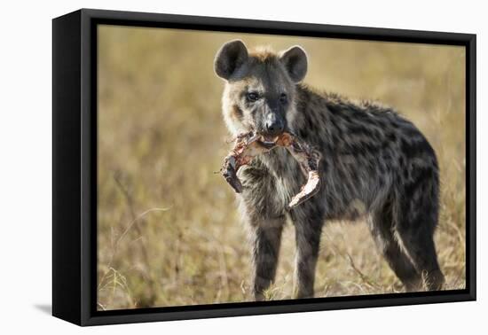 Hyena, Moremi Game Reserve, Botswana-Paul Souders-Framed Premier Image Canvas