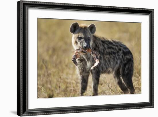Hyena, Moremi Game Reserve, Botswana-Paul Souders-Framed Photographic Print