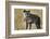 Hyena, Moremi Game Reserve, Botswana-Paul Souders-Framed Photographic Print