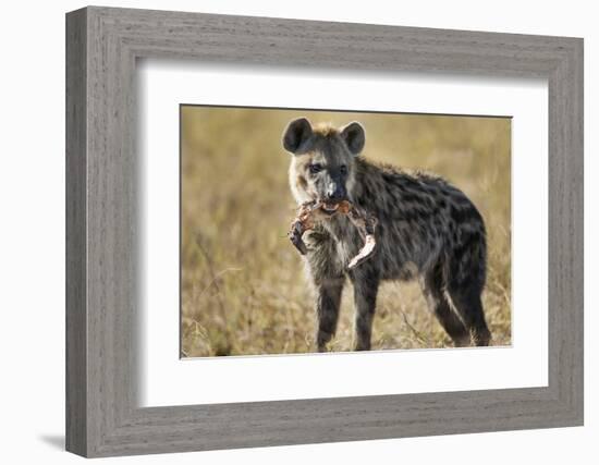 Hyena, Moremi Game Reserve, Botswana-Paul Souders-Framed Photographic Print