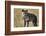 Hyena, Moremi Game Reserve, Botswana-Paul Souders-Framed Photographic Print