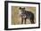 Hyena, Moremi Game Reserve, Botswana-Paul Souders-Framed Photographic Print