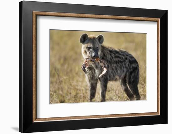 Hyena, Moremi Game Reserve, Botswana-Paul Souders-Framed Photographic Print