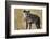 Hyena, Moremi Game Reserve, Botswana-Paul Souders-Framed Photographic Print