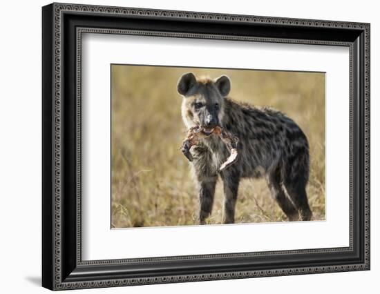 Hyena, Moremi Game Reserve, Botswana-Paul Souders-Framed Photographic Print