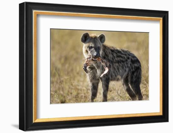 Hyena, Moremi Game Reserve, Botswana-Paul Souders-Framed Photographic Print