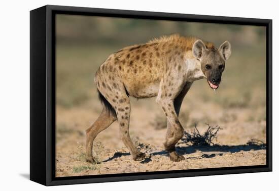 Hyena Walking in Morning Sun-null-Framed Premier Image Canvas