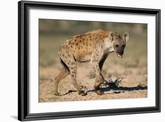 Hyena Walking in Morning Sun-null-Framed Photographic Print