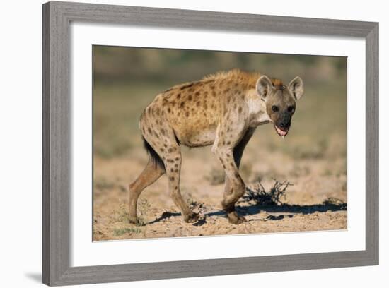 Hyena Walking in Morning Sun-null-Framed Photographic Print