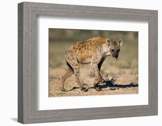 Hyena Walking in Morning Sun-null-Framed Photographic Print