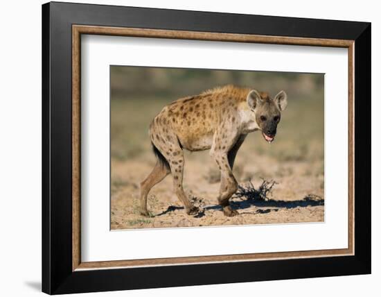 Hyena Walking in Morning Sun-null-Framed Photographic Print