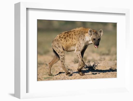 Hyena Walking in Morning Sun-null-Framed Photographic Print