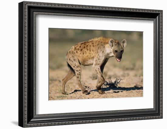 Hyena Walking in Morning Sun-null-Framed Photographic Print