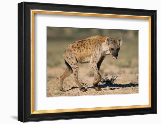 Hyena Walking in Morning Sun-null-Framed Photographic Print