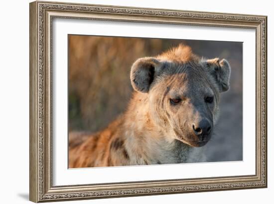 Hyena-Howard Ruby-Framed Photographic Print