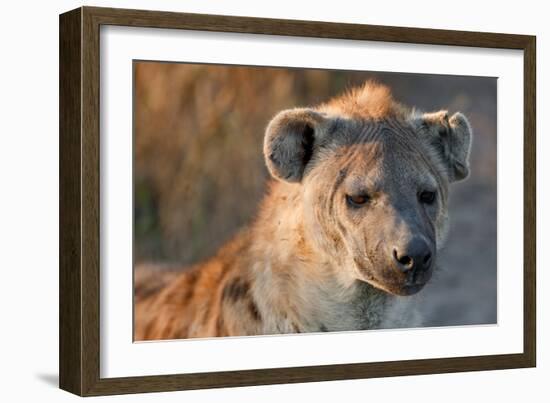 Hyena-Howard Ruby-Framed Photographic Print