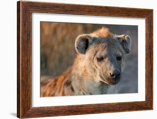 Hyena-Howard Ruby-Framed Photographic Print