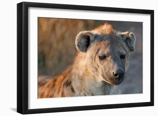 Hyena-Howard Ruby-Framed Photographic Print