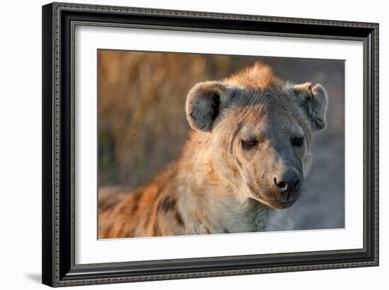 Hyena-Howard Ruby-Framed Photographic Print