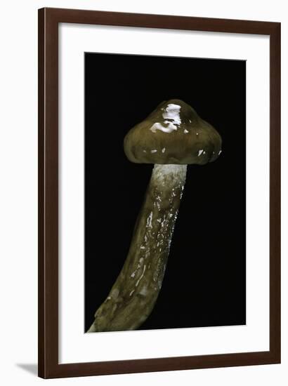 Hygrophorus Persoonii (Olive Wax Cap)-Paul Starosta-Framed Photographic Print