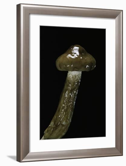 Hygrophorus Persoonii (Olive Wax Cap)-Paul Starosta-Framed Photographic Print