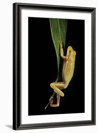 Hyla Cinerea Albino (American Green Tree Frog)-Paul Starosta-Framed Photographic Print