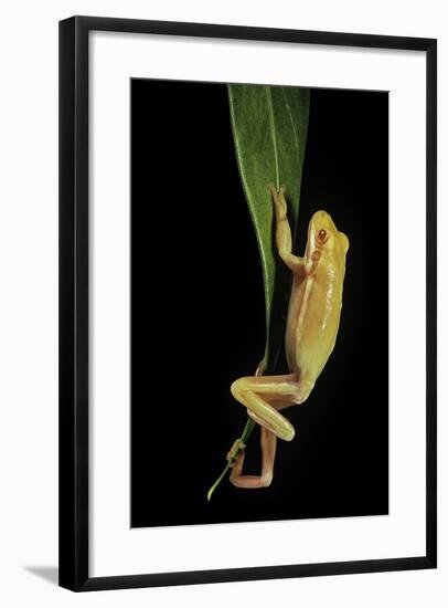 Hyla Cinerea Albino (American Green Tree Frog)-Paul Starosta-Framed Photographic Print