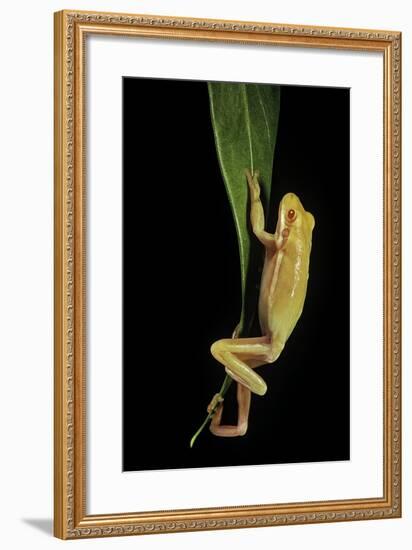 Hyla Cinerea Albino (American Green Tree Frog)-Paul Starosta-Framed Photographic Print