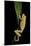Hyla Cinerea Albino (American Green Tree Frog)-Paul Starosta-Mounted Photographic Print
