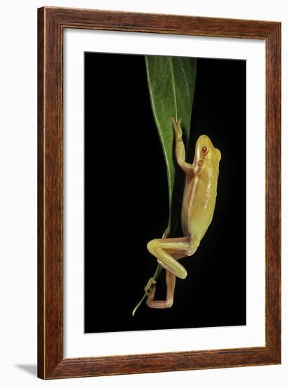 Hyla Cinerea Albino (American Green Tree Frog)-Paul Starosta-Framed Photographic Print
