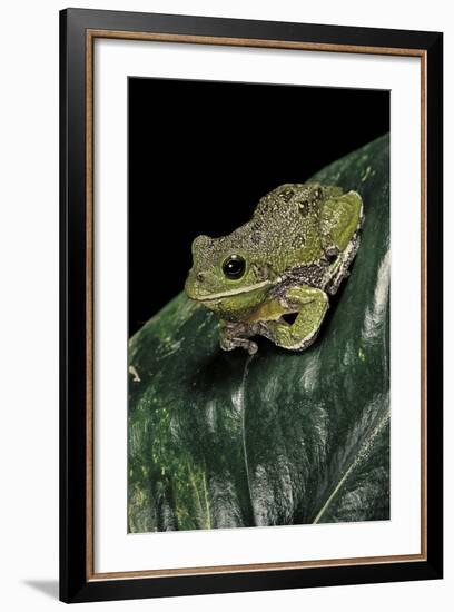 Hyla Gratiosa (Barking Treefrog)-Paul Starosta-Framed Photographic Print