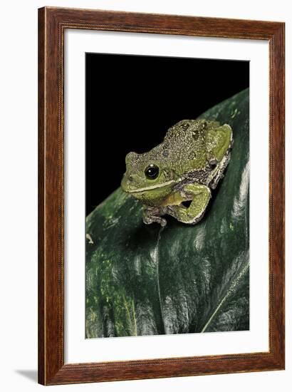 Hyla Gratiosa (Barking Treefrog)-Paul Starosta-Framed Photographic Print