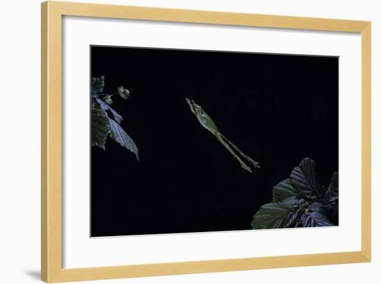 Hyla Meridionalis (Mediterranean Tree Frog) - Leaping-Paul Starosta-Framed Photographic Print