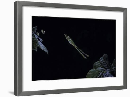 Hyla Meridionalis (Mediterranean Tree Frog) - Leaping-Paul Starosta-Framed Photographic Print