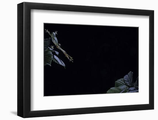 Hyla Meridionalis (Mediterranean Tree Frog) - Leaping-Paul Starosta-Framed Photographic Print