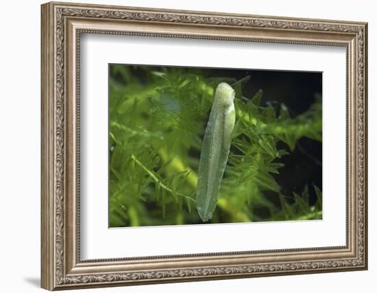 Hyla Meridionalis (Mediterranean Tree Frog) - Newly Hatched Tadpole-Paul Starosta-Framed Photographic Print